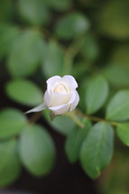 white rose bud 