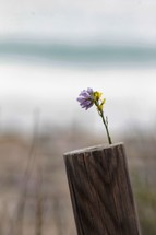 purple and yellow flower in a post 