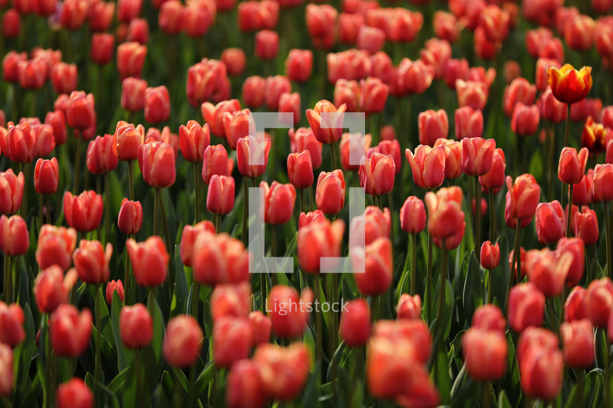 Fields on which bloom pink tulips. Tulip field. Field with pink tulips. Bouquet of flowers, pink background