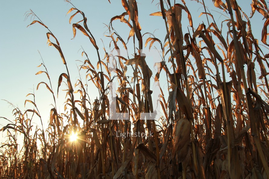 dry corn stalks 