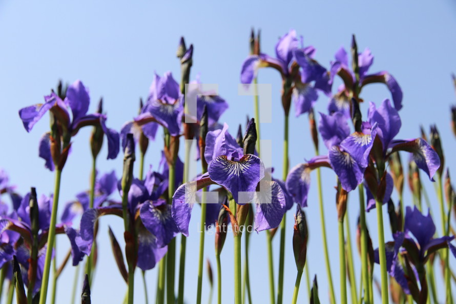 purple irises 