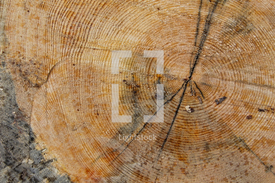 Wood rings across the trunk of a tree
