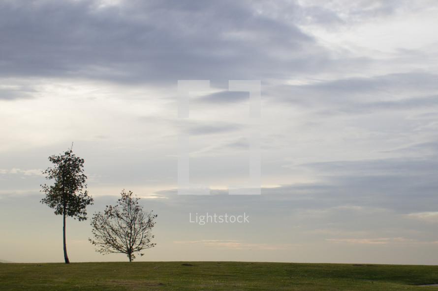 isolated trees in a grassy field 