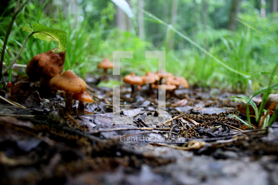 mushrooms on the forest floor