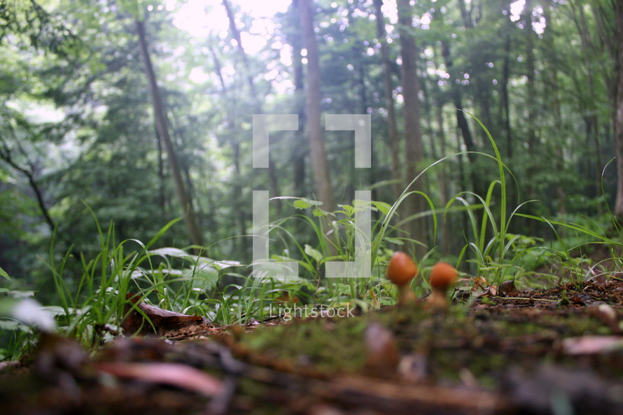 mushrooms on a forest floor