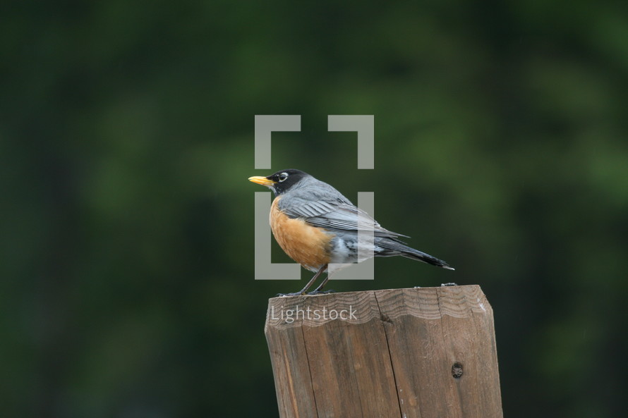 robin on a post 