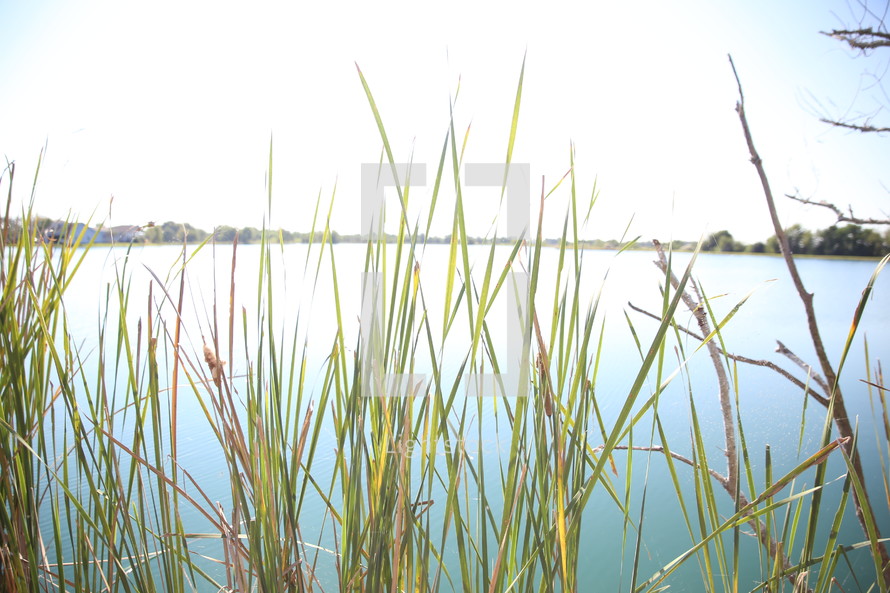 water reeds 