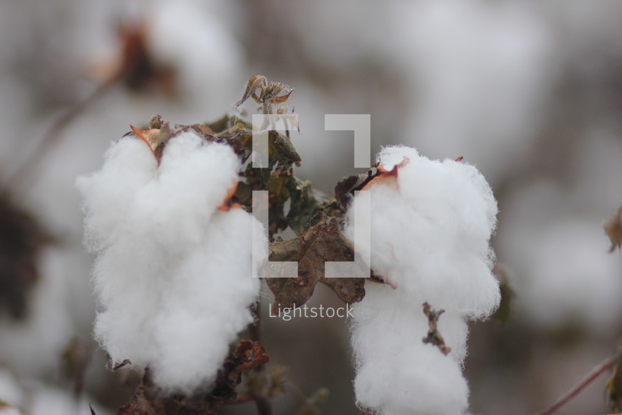 cotton plant closeup 