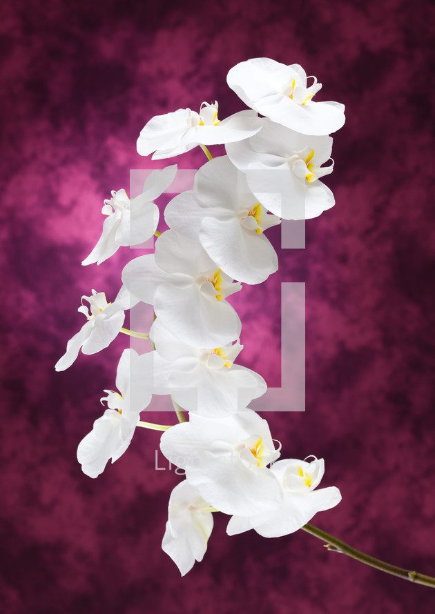 White orchid flowers on purple background