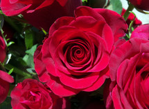 Red roses opening to bloom that symbolize love, passion, romance and marriage between a man and a woman. A perfect gift for Valentines Day or any occasion to celebrate romantic love between a man and a woman. 