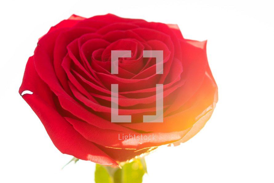 red rose on a white background 