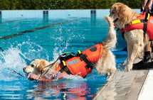 Lifeguard dog, rescue demonstration with the dogs in the pool.