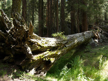 A fallen tree in Sequoia National forest park in Central California surrounded by thick woods, green ferns and thick trees making up the densely populated forest. 