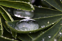 water droplet on green leaves 
