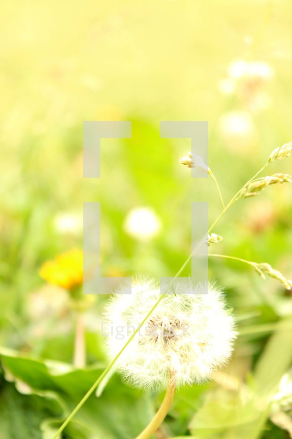 dandelion in a field 