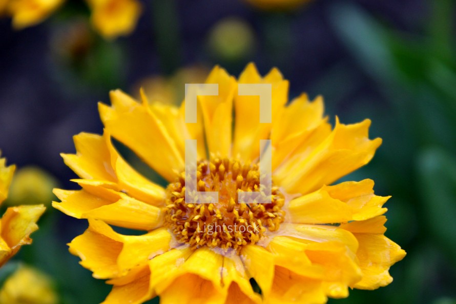a yellow flower in high resolution 