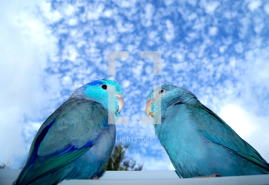 A pair of Parrotlet Birds  sitting on the window sill looking out a window against a blue and cloud filled sky. 