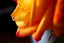 water droplets on an orange rose 