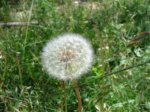 Dandelion seed head in the grass.