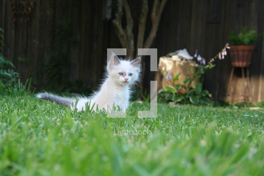 kitten in the green grass 