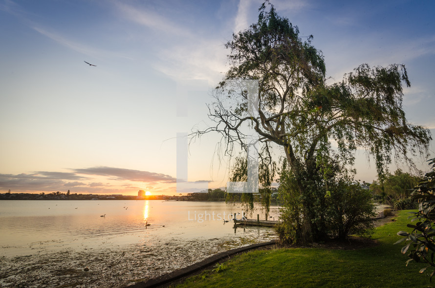 Lake at sunset near green grass and tree, with blue sky and flying bird in the background.