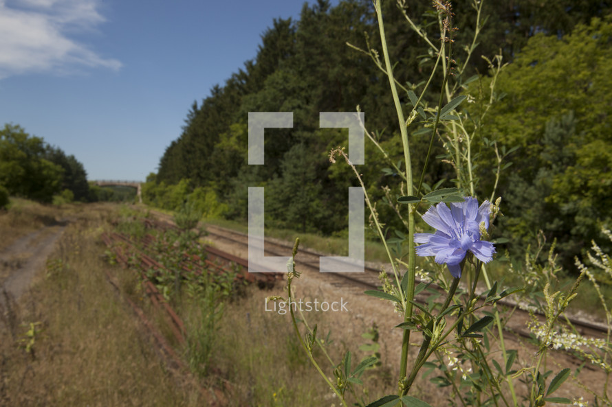 Flower by a railroad track.
