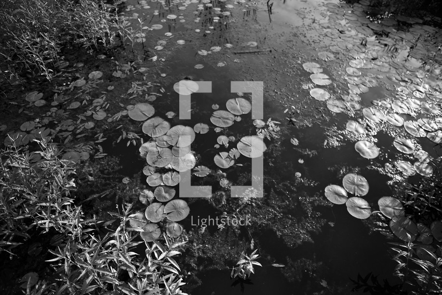 lily pads floating in a lake 