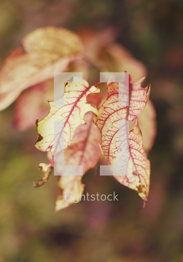 Close up of red-veined leaf.