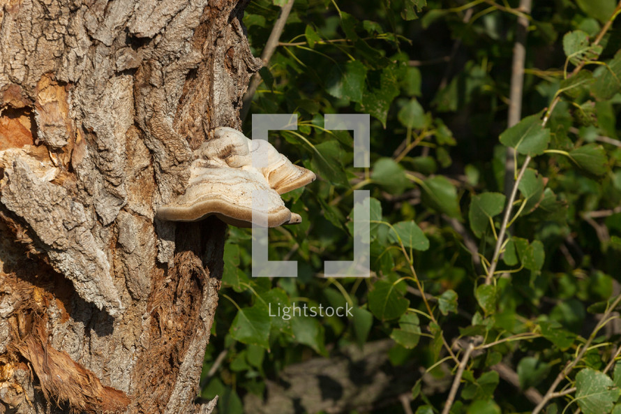 lichen on a tree trunk 