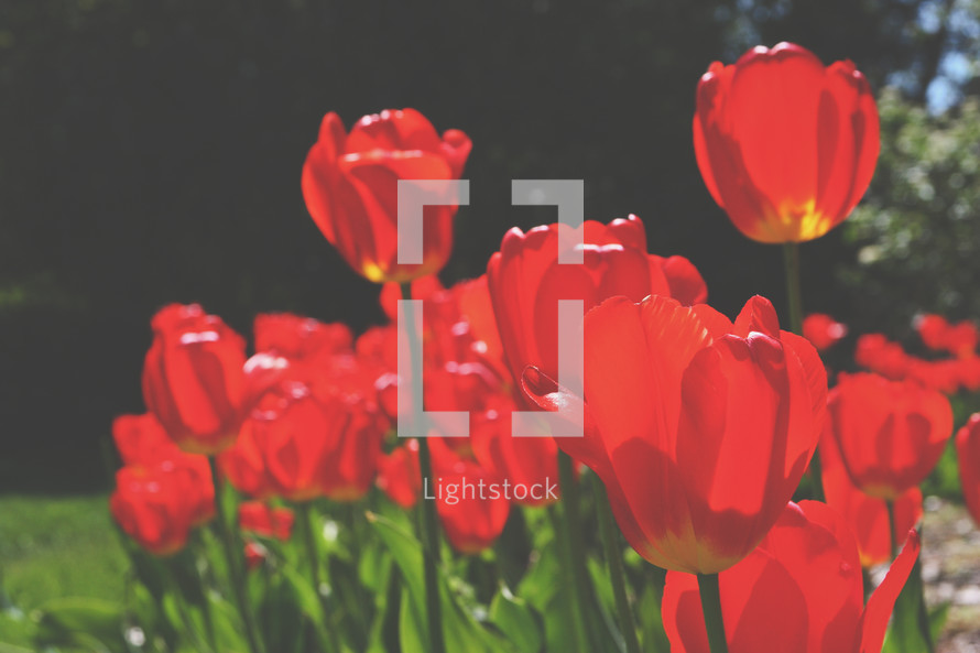 Red tulips growing in a flower bed.