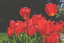 Red tulips growing in a flower bed.