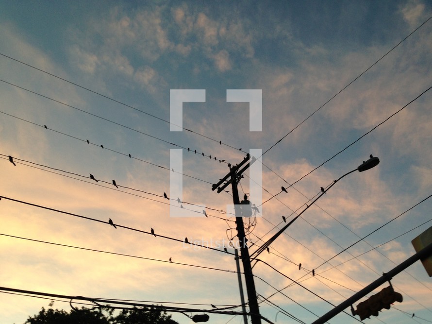 birds resting on power lines