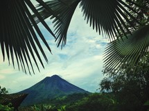 A volcano and palm fronds. 