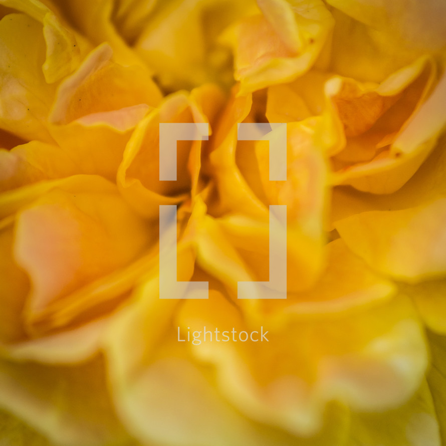 closeup of a yellow flower 