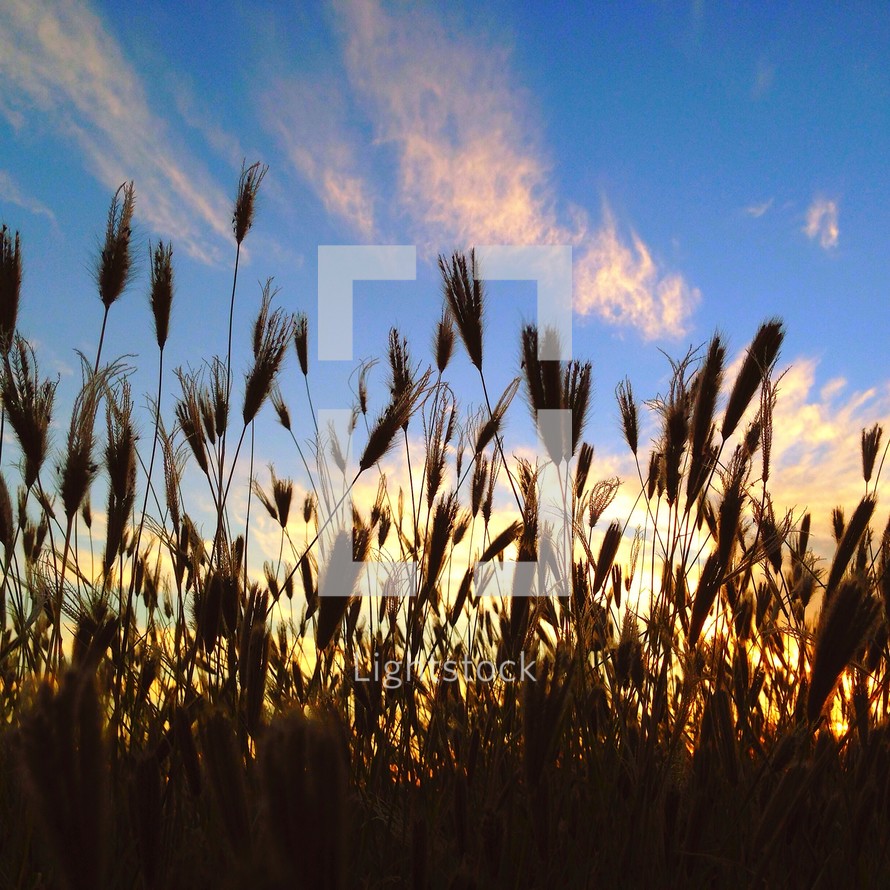 Wheat and blue sky. 
