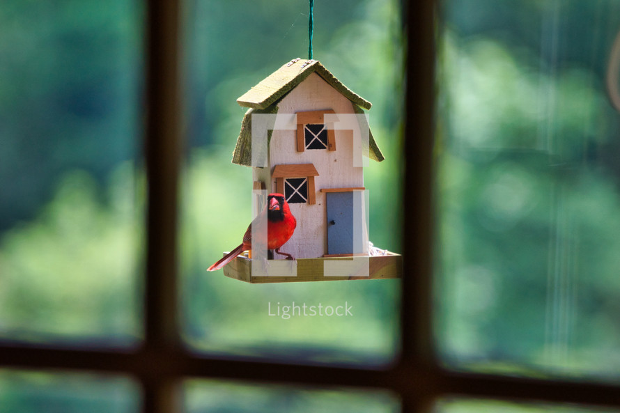 red cardinal bird on a bird feeder 