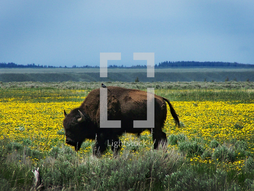 grazing buffalo
