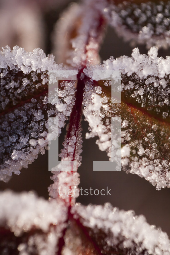 Frost-covered red leaves.