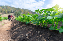 Rows of young potato plants with a man standing in background in the rural kitchen garden