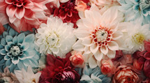 Colorful dahlia flowers as background, closeup. Floral pattern