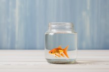 Close up of a lone goldfish in a clear water-filled jar on a light background