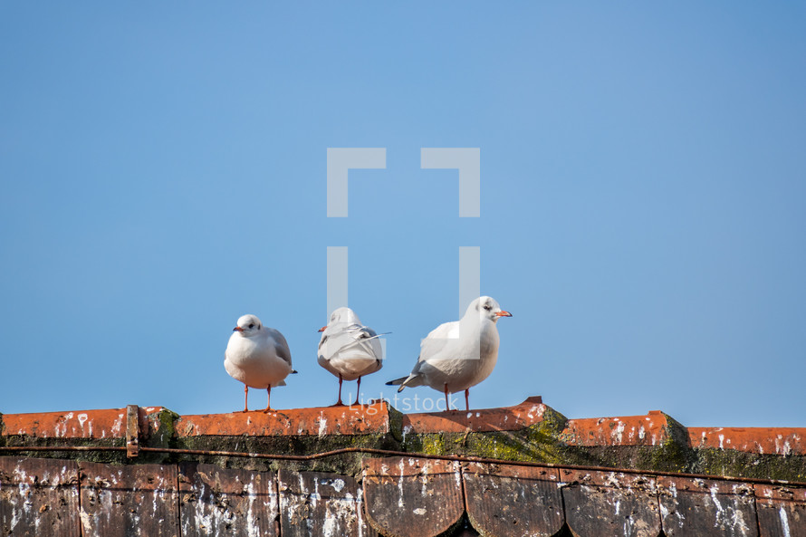 seagulls on a roof 