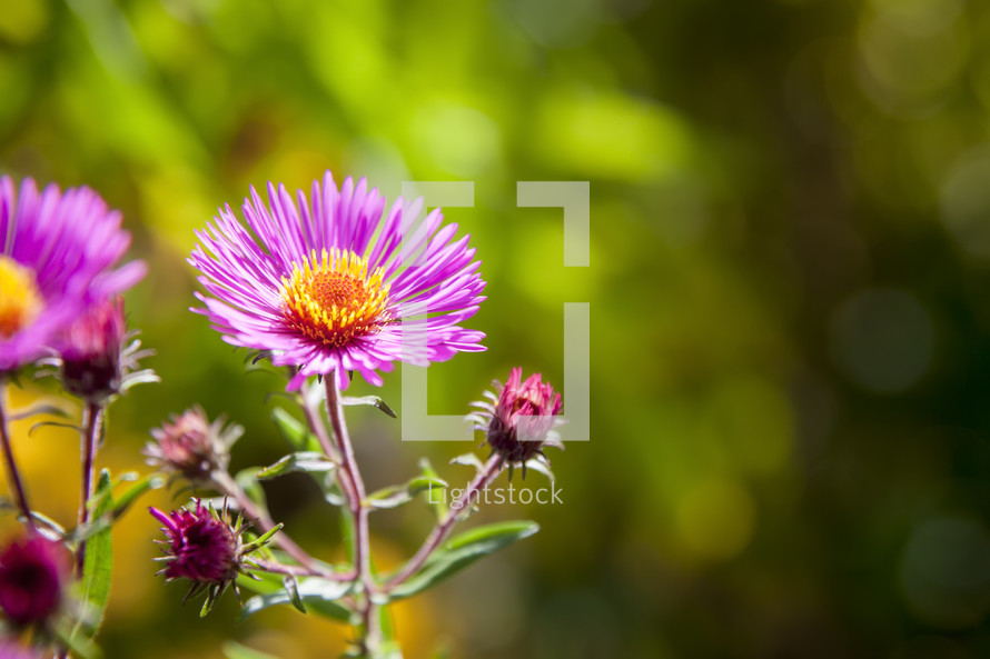 pink aster flowers 