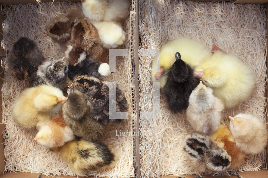newly born baby chicks, ducklings, and turkey