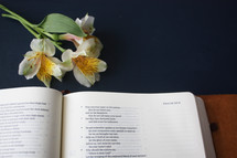 lilies and an open Bible 