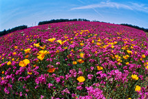 hill wild pink and orange wildflowers 