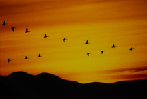 silhouette of geese against an orange sky 