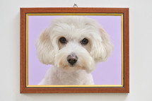portrait of a Maltese dog in a frame 