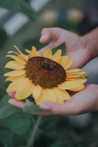 hands holding a sunflower 