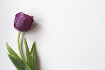 single purple tulip on white 